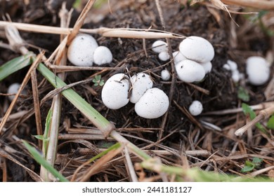 White button mushrooms (Agaricus bisporus, champignon, portobello, common mushroom).  with a background of wild grass. - Powered by Shutterstock