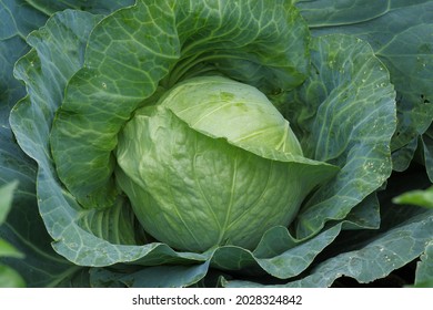 White cabbage (Brassica oleracea var. capitata) grows in the garden. Selective focus. - Shutterstock ID 2028324842