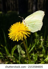 White Cabbage Butterfly On A Dandelion Flower