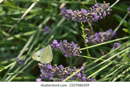 White cabbage butterfly on fading lavender flowers - Shutterstock ID 2337086509