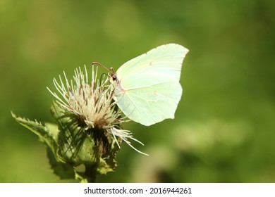 White cabbage butterfly on a flower. High quality photo. Selective focus