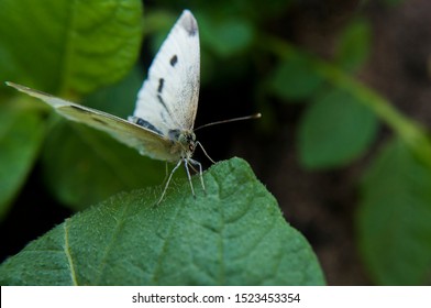 White Cabbage Butterfly On Leaf