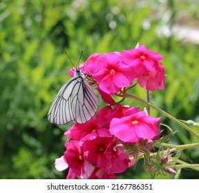 A White Cabbage Butterfly Sits On A Pink Phlox.