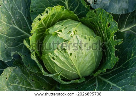 White cabbage damaged by a caterpillar. Holes in cabbage leaves from caterpillars.