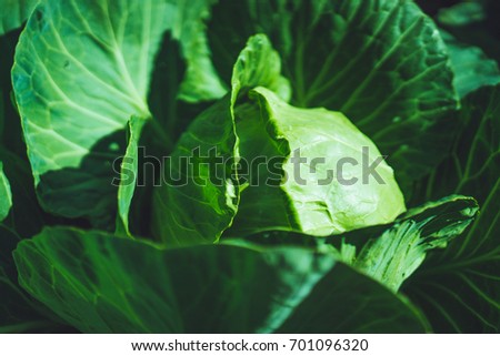 White cabbage. Cabbage growing