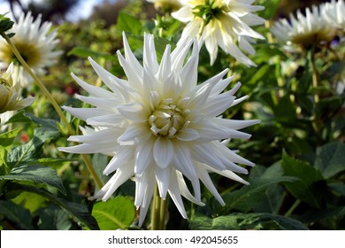 White Cactus Dahlia