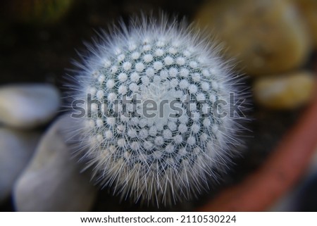 White cactus, plant, macro detail, out of focus effect. Suculent