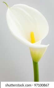 White Cala Lily On A Neutral Grey Background