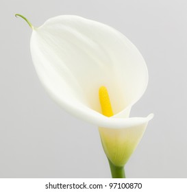 White Cala Lily On A Neutral Grey Background