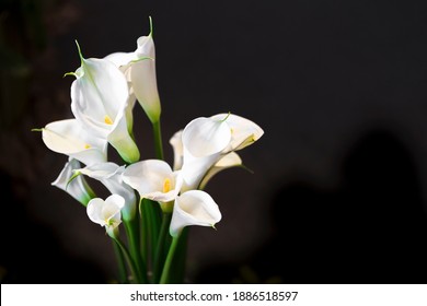 White Cala Lily Over Dark Background, Beautiful White Flower On Black Background