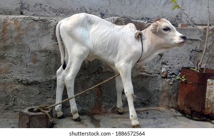 1,243 Indian baby cow Images, Stock Photos & Vectors | Shutterstock