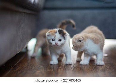 White calico tricolor cat with ginger cat walking on wooden floor. Scottish fold kitten looking something on blurred background. Cute kitten in house. - Powered by Shutterstock