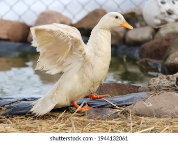 White Call Duck Standing On Straw Next To A Pond. 