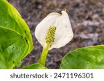 White Calla flower with their typical yellow-orange spadix. Calla or bog arum, marsh calla, wild calla, and water-arum