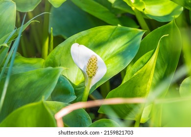 White Calla flower with their typical yellow-orange spadix. Calla or bog arum, marsh calla, wild calla and water-arum - Shutterstock ID 2159821703