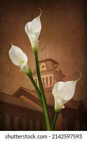 White calla lilies flower representing peace on an architectural background.