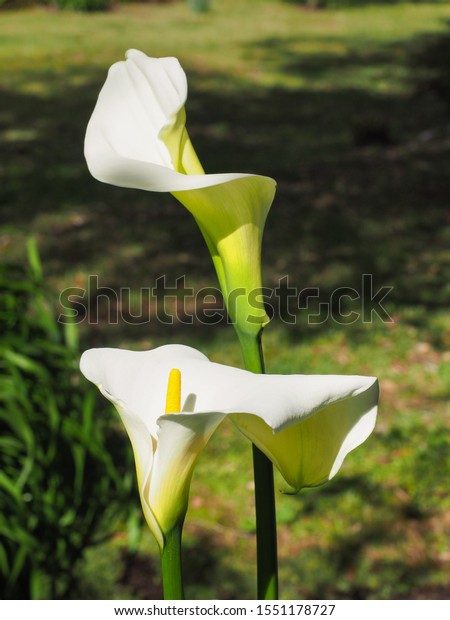 White Calla Lilies flowers, close up. Calla Lily\
or Arum Lily inflorescences are large with a pure white spathe and\
a yellow long central spadix. Zantedeschia aethiopica plant in the\
family Araceae.