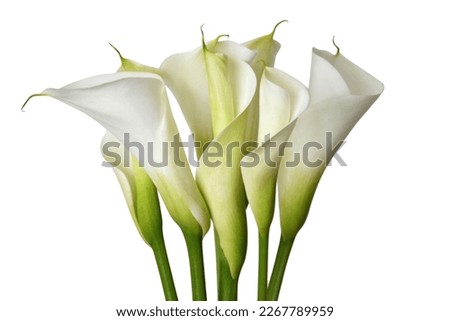 White calla lilies isolated on white background with copy space