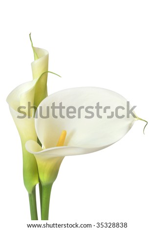 White calla lilies, isolated on white.  Buds and full-bloom, in soft focus.