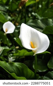 White calla lilly with leafy green background in botanic garden. Calla lilies blooming. - Shutterstock ID 2288775051