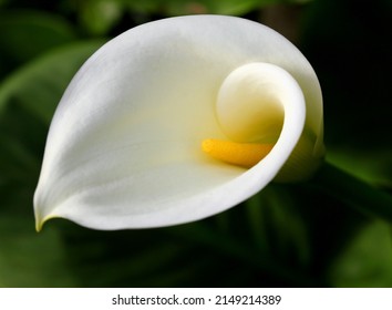 White, Calla Lily against a natural low-key  background. Zantedeschia aethiopica. Selective shallow focus on stamen. - Powered by Shutterstock