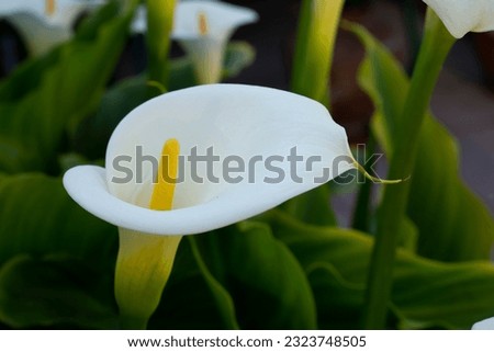 White Calla Lily against a natural low-key background. Zantedeschia aethiopica, bog arum. Selective shallow focus on stamen. Fresh flower in the garden.
