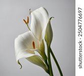 The white calla lily, with its elegant, trumpet-shaped blooms, is a symbol of purity and sophistication. Its smooth, creamy-white petals curve gracefully around a central spadix, creating a striking.