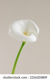 White calla lily flower isolated on a beige background.Botanical poster.Floral card - Shutterstock ID 2256203809