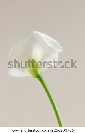 White calla lily flower isolated on a beige background.Botanical fine art  poster.Floral card