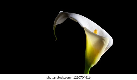 White Calla Lily Glowing Brightly On Black Background With Copy Space - Studio Shot