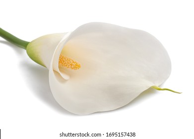 White calla lily  isolated on white background - Shutterstock ID 1695157438