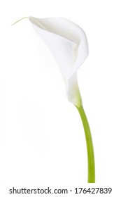 White Calla Lily Isolated On White Background 