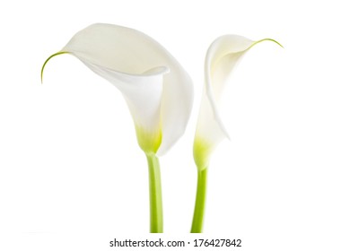 White Calla Lily Isolated On White Background 