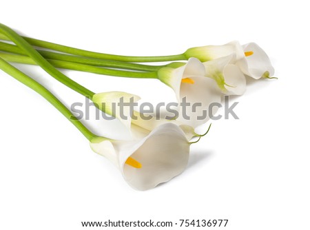 White calla lily, isolated on white. Bud and full-bloom