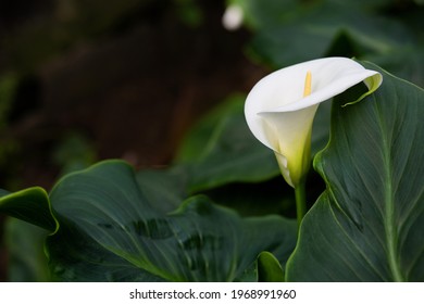White calla lily with leafy green background in botanic garden. Ready postcard for a holiday. Copy space. Selective focus.  - Powered by Shutterstock