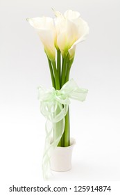 White Calla Lily In Vase