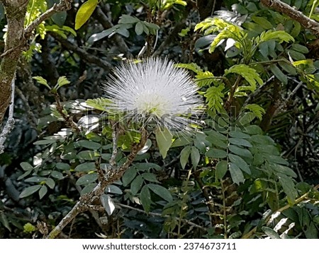 White calliandra flower (Calliandra haematocephala), isolated, among foliage, side view. Species native to Brazil.
