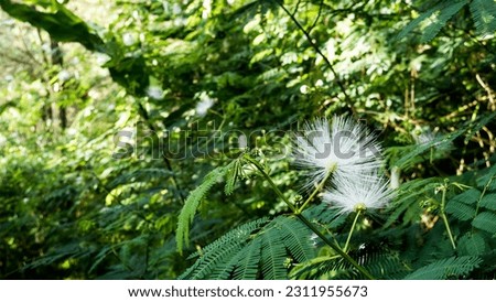 white calliandra flowers bloom in the morning around the Surian lake
