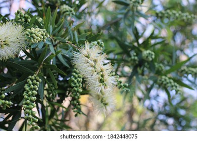 White Callistemon Australian Bottlebrush Blooming