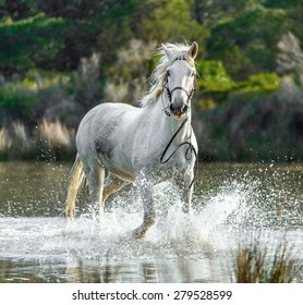 White Camargue Horse run in the swamps nature reserve in Parc Regional de Camargue - Provence, France 