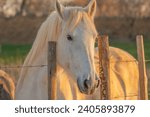 White Camargue horse in southern France. Horses raised in the wild among Camargue bulls in the ponds of the Camargue. Trained to be ridden by gardians.