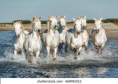 White Camargue Horses galloping along the beach in Parc Regional de Camargue - Provence, France.