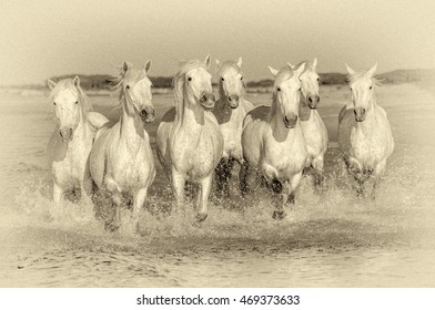 White Camargue Horses galloping along the beach in Parc Regional de Camargue - Provence, France (stylized retro)