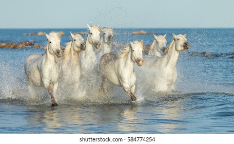 Camargue Horses Birthday Card White Horse Sea France