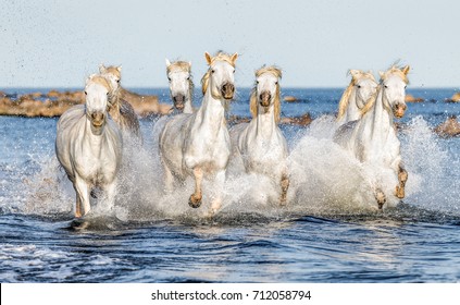 White Camargue Horses galloping along the beach in Parc Regional de Camargue - Provence, France  