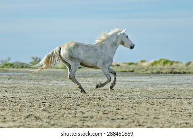 White Camargue Horses run nature reserve in Parc Regional de Camargue - Provence, France