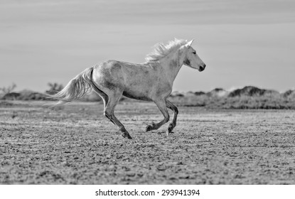 White Camargue Horses run nature reserve in Parc Regional de Camargue - Provence, France (black and white) 