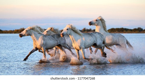 Camargue Images Stock Photos Vectors Shutterstock