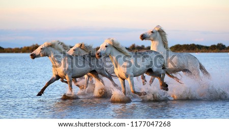 White Camargue Horses are running along the water in a shallow lagoon with beautiful evening light. Parc Regional de Camargue. France. Provence.