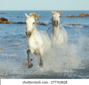 White Camargue Horses running on the beach in Parc Regional de Camargue - Provence, France 
